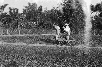 高雄鄉間農作景象-42藏品圖，第1張