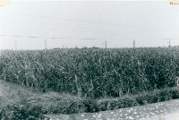 高雄蔗園藏品圖，第1張