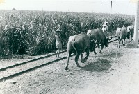 高雄蔗園與鐵道藏品圖，第1張