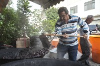 炊菱角-1藏品圖，第1張