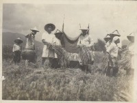 民國40年代收割稻米情景藏品圖，第1張