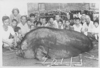 眾人與豬公合照藏品圖，第1張