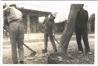 鳳鳴國小學生揮動鋤頭鬆土藏品圖，第1張