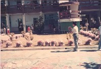 鳳鳴國小種植新花草藏品圖，第1張