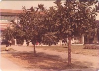 鳳鳴國小校園風景藏品圖，第1張
