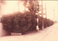鳳鳴國小校門口街道景緻藏品圖，第1張