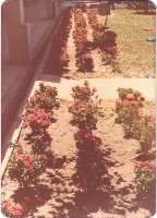 鳳鳴國小新種植花圃藏品圖，第1張