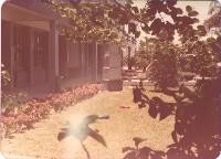 鳳鳴國小花圃校景藏品圖，第1張