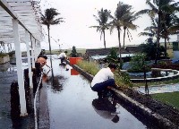 空中花園藏品圖，第1張