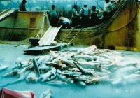 漁船魚貨藏品圖，第1張