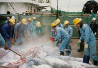 臺中清水港卸魚情形-3藏品圖，第1張