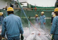 臺中清水港卸魚情形-4藏品圖，第1張