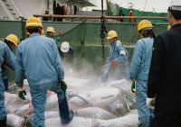 臺中清水港卸魚情形-5藏品圖，第1張