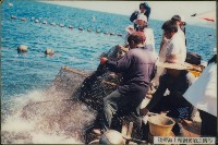 淺探海上箱網養殖之情形-3藏品圖，第1張
