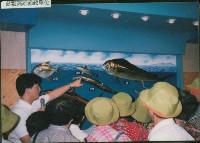 參觀高雄漁政單位-3藏品圖，第1張