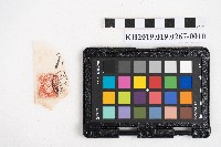 《日臺會話大全》藏品圖，第19張