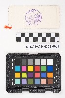 《柑橘》藏品圖，第2張