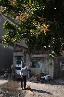 大林蒲－芒果樹下藏品圖，第1張