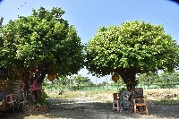 邦坑—萬聖公-5藏品圖，第1張