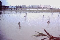 凱特林颱風-1藏品圖，第1張