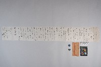 洪文發致○○○之書信藏品圖，第9張