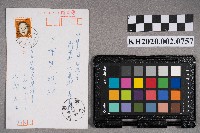 北島君子致謝慧娥之明信片的圖片