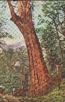 阿里山御神木明信片藏品圖，第1張