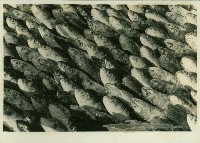 個人、建築及風景照相冊藏品圖，第115張