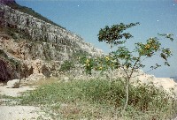 台灣水泥公司廠區山坡風景照藏品圖，第1張