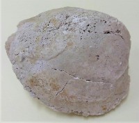 銀蛤科貝類藏品圖，第1張