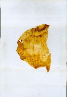 無償貸付（岡山郡－被許可人高雄州）藏品圖，第125張