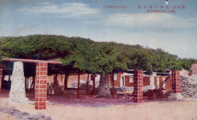澎湖地方風景明信片-白沙通梁的大榕樹