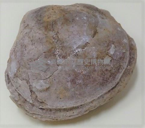 銀蛤科貝類化石藏品圖，第1張