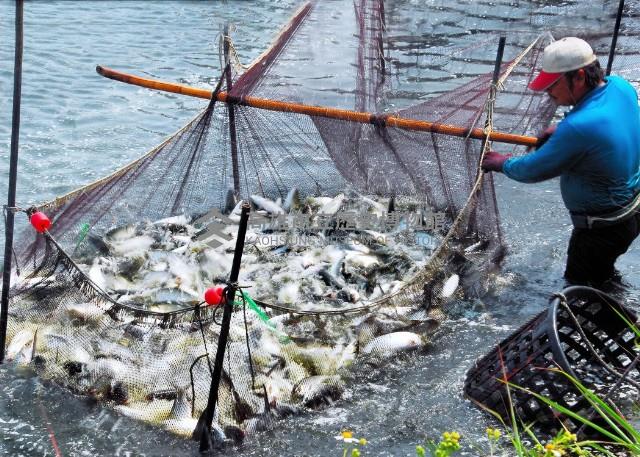 捕撈魚藏品圖，第1張