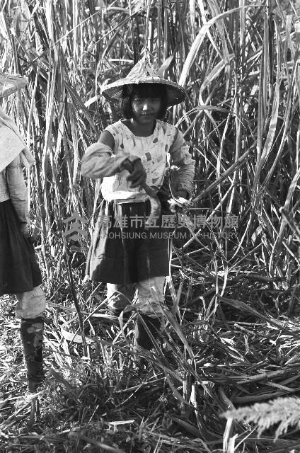 在甘蔗田裡的少女藏品圖，第1張