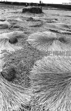 登錄號:KH2006.014.0228藏品圖，第1張