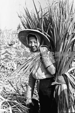 登錄號:KH2006.014.0260藏品圖，第1張