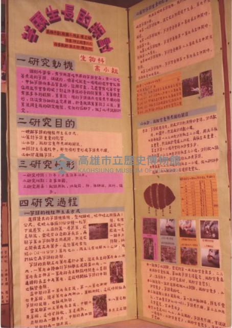 科展專題：芋頭生長的探討藏品圖，第1張