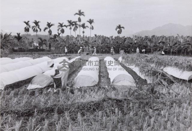 登錄號:KH2015.003.0040藏品圖，第1張