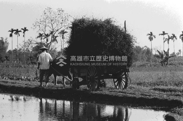 高雄鄉間農作景象-35藏品圖，第1張