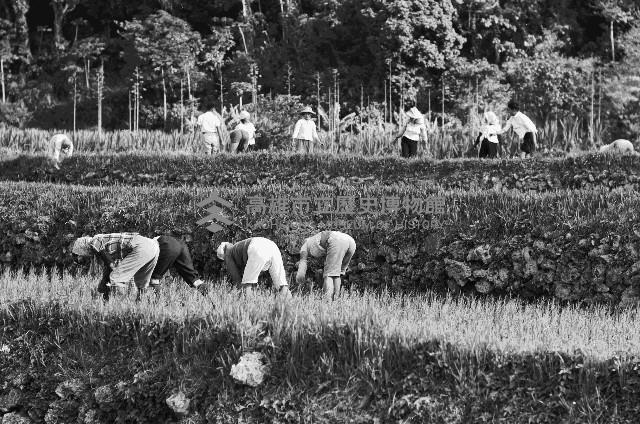 高雄鄉間農作景象-41藏品圖，第1張