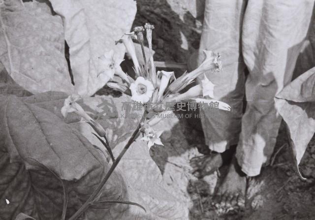 登錄號:KH2015.003.0046藏品圖，第1張