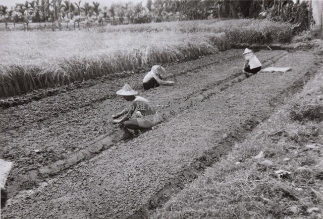 登錄號:KH2015.003.0036藏品圖，第1張