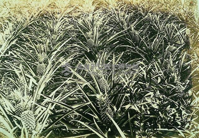 登錄號:KH2015.005.0336藏品圖，第1張