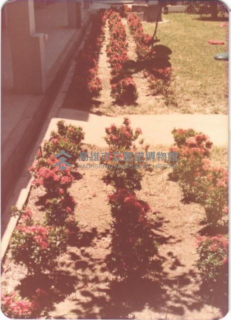 鳳鳴國小新種植花圃藏品圖，第1張