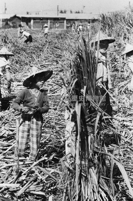 綑綁甘蔗葉藏品圖，第1張