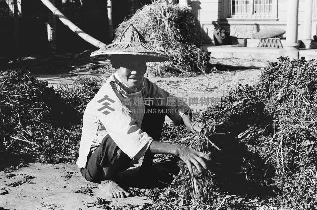 整理曬乾農作物的農人藏品圖，第1張