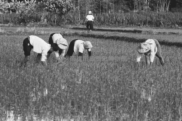 高雄鄉間農作景象-39藏品圖，第1張