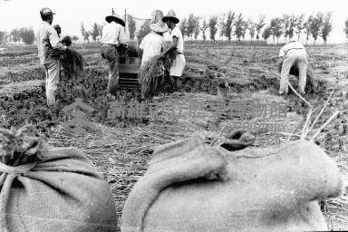 登錄號:KH2006.014.0244藏品圖，第1張