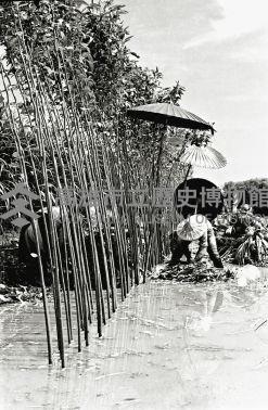 登錄號:KH2006.014.0144藏品圖，第1張